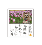 お転婆ヨーキー璃愛華＆愛望＆永愛②（個別スタンプ：15）