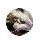 お猫の生き様（個別スタンプ：1）