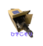 お猫の生き様（個別スタンプ：3）