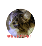 お猫の生き様（個別スタンプ：4）