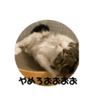 お猫の生き様（個別スタンプ：5）