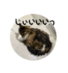 お猫の生き様（個別スタンプ：8）
