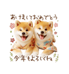 柴犬の年末年始♡挨拶♡メリクリ♡あけおめ（個別スタンプ：37）