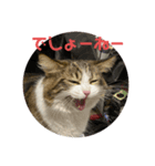 お猫の生き様2（個別スタンプ：1）