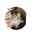 お猫の生き様2（個別スタンプ：2）