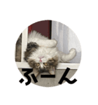 お猫の生き様2（個別スタンプ：3）