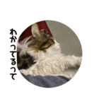 お猫の生き様2（個別スタンプ：4）