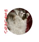 お猫の生き様2（個別スタンプ：5）