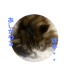 お猫の生き様2（個別スタンプ：6）