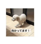 英国ゴールデンレトリバー(子犬)マフィン①（個別スタンプ：1）