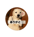 英国ゴールデンレトリバー(子犬)マフィン①（個別スタンプ：2）