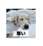 英国ゴールデンレトリバー(子犬)マフィン①（個別スタンプ：3）