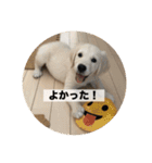 英国ゴールデンレトリバー(子犬)マフィン①（個別スタンプ：4）