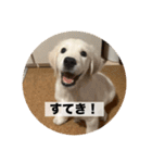英国ゴールデンレトリバー(子犬)マフィン①（個別スタンプ：5）
