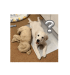英国ゴールデンレトリバー(子犬)マフィン①（個別スタンプ：6）