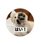 英国ゴールデンレトリバー(子犬)マフィン①（個別スタンプ：7）