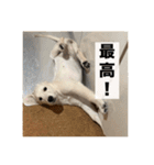 英国ゴールデンレトリバー(子犬)マフィン①（個別スタンプ：8）