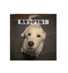 英国ゴールデンレトリバー(子犬)マフィン①（個別スタンプ：9）