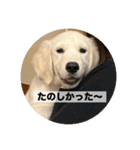 英国ゴールデンレトリバー(子犬)マフィン①（個別スタンプ：10）