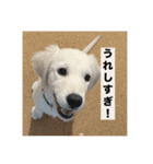 英国ゴールデンレトリバー(子犬)マフィン①（個別スタンプ：11）