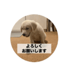 英国ゴールデンレトリバー(子犬)マフィン①（個別スタンプ：13）