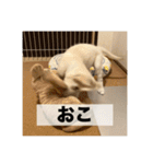 英国ゴールデンレトリバー(子犬)マフィン①（個別スタンプ：14）