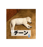 英国ゴールデンレトリバー(子犬)マフィン①（個別スタンプ：16）