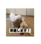 英国ゴールデンレトリバー(子犬)マフィン①（個別スタンプ：17）