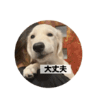 英国ゴールデンレトリバー(子犬)マフィン①（個別スタンプ：18）