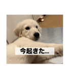英国ゴールデンレトリバー(子犬)マフィン①（個別スタンプ：19）