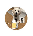 英国ゴールデンレトリバー(子犬)マフィン①（個別スタンプ：20）