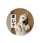 英国ゴールデンレトリバー(子犬)マフィン①（個別スタンプ：21）