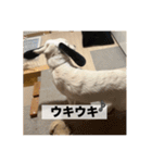 英国ゴールデンレトリバー(子犬)マフィン①（個別スタンプ：22）