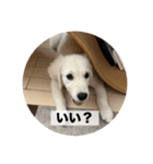 英国ゴールデンレトリバー(子犬)マフィン①（個別スタンプ：23）