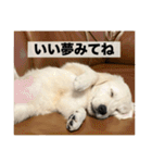 英国ゴールデンレトリバー(子犬)マフィン①（個別スタンプ：24）