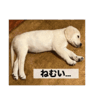 英国ゴールデンレトリバー(子犬)マフィン①（個別スタンプ：25）