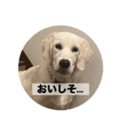 英国ゴールデンレトリバー(子犬)マフィン①（個別スタンプ：26）