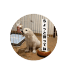 英国ゴールデンレトリバー(子犬)マフィン①（個別スタンプ：28）