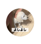 英国ゴールデンレトリバー(子犬)マフィン①（個別スタンプ：29）