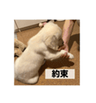 英国ゴールデンレトリバー(子犬)マフィン①（個別スタンプ：32）