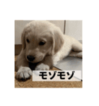 英国ゴールデンレトリバー(子犬)マフィン①（個別スタンプ：33）