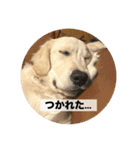 英国ゴールデンレトリバー(子犬)マフィン①（個別スタンプ：34）