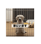 英国ゴールデンレトリバー(子犬)マフィン①（個別スタンプ：35）