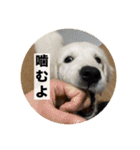 英国ゴールデンレトリバー(子犬)マフィン①（個別スタンプ：36）