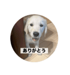 英国ゴールデンレトリバー(子犬)マフィン①（個別スタンプ：37）
