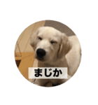 英国ゴールデンレトリバー(子犬)マフィン①（個別スタンプ：39）