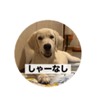 英国ゴールデンレトリバー(子犬)マフィン①（個別スタンプ：40）