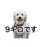 HIME〜ひめ〜Ver.6（個別スタンプ：1）