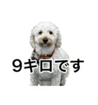 HIME〜ひめ〜（個別スタンプ：1）