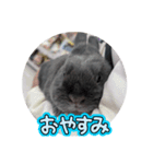 もちの日常（挨拶）（個別スタンプ：3）